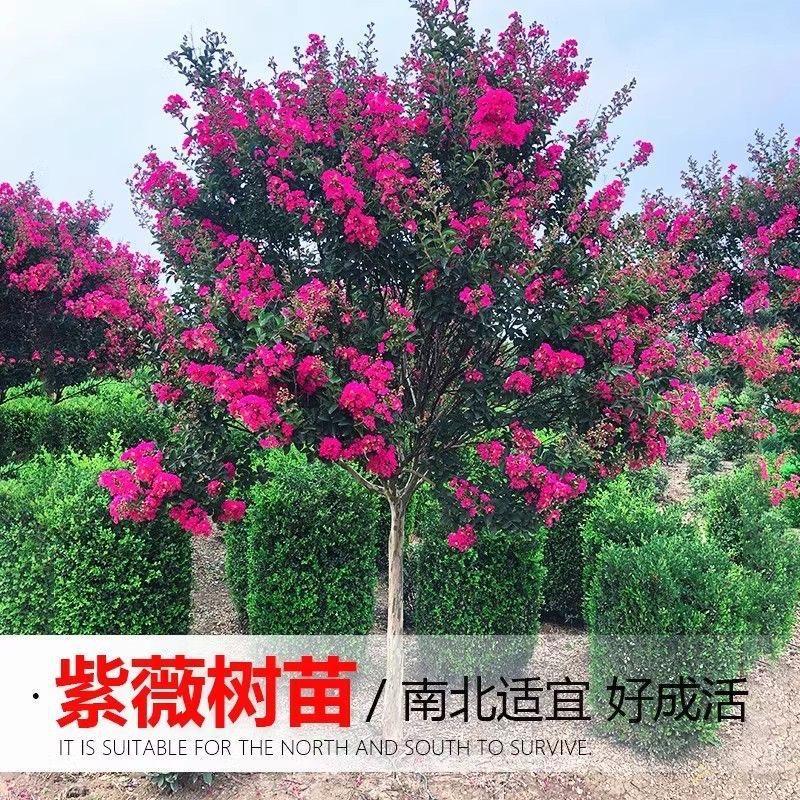 紫薇花树苗盆栽百日红花卉庭院老桩别墅大型室外绿化植物庭院大苗