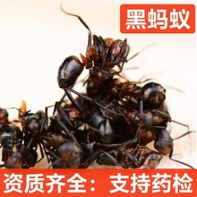 黑蚂蚁 中药材批发现货 黄蚂蚁 红蚂蚁昆虫类 代磨粉