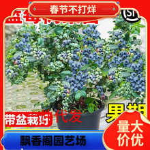 �{ݮ��������Ԏ������҃��̨�ϱ��������ͺ������{ݮ���ļ��Y��