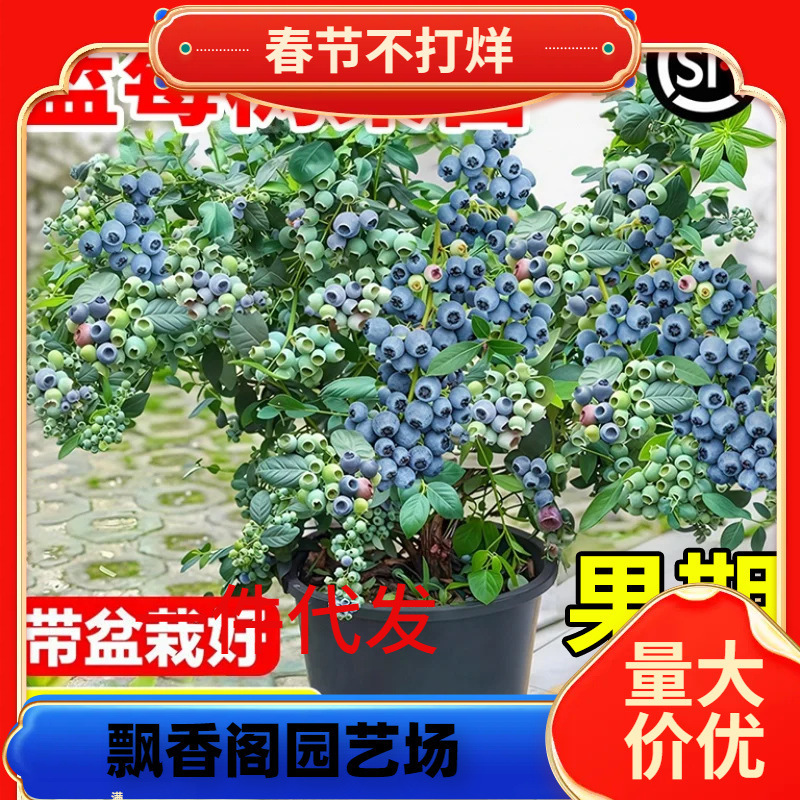 Blueberry Tree Seedlings Potted with Fruits Indoor Balcony North and South Ground Planting Cold-Resistant Floral Blueberry Tree Bears Fruit in All Seasons