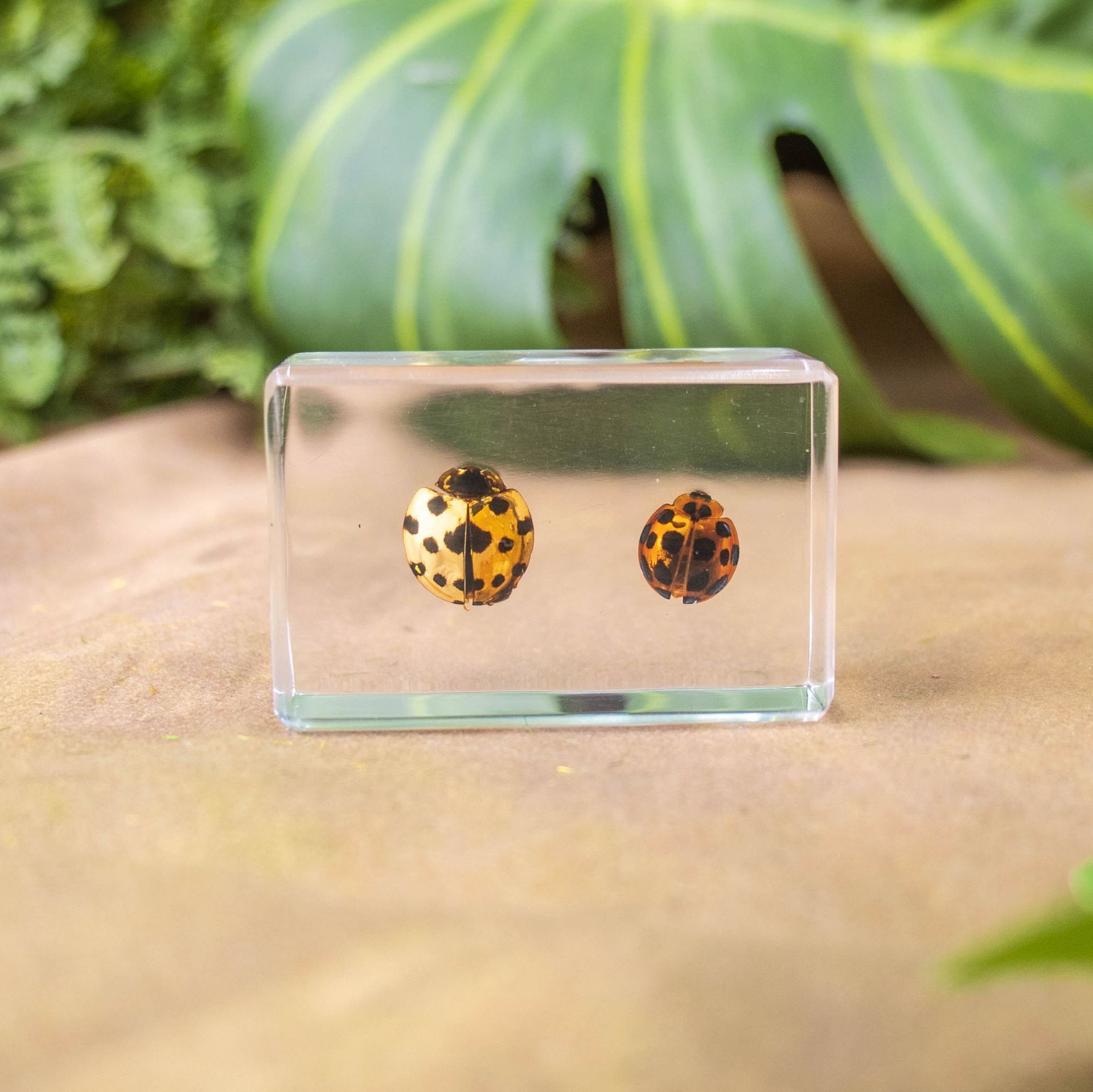 두 종류의 무당 벌레