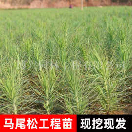 马尾松园林绿化乔木景区观叶植物工程四季常青马尾松小苗规格齐全