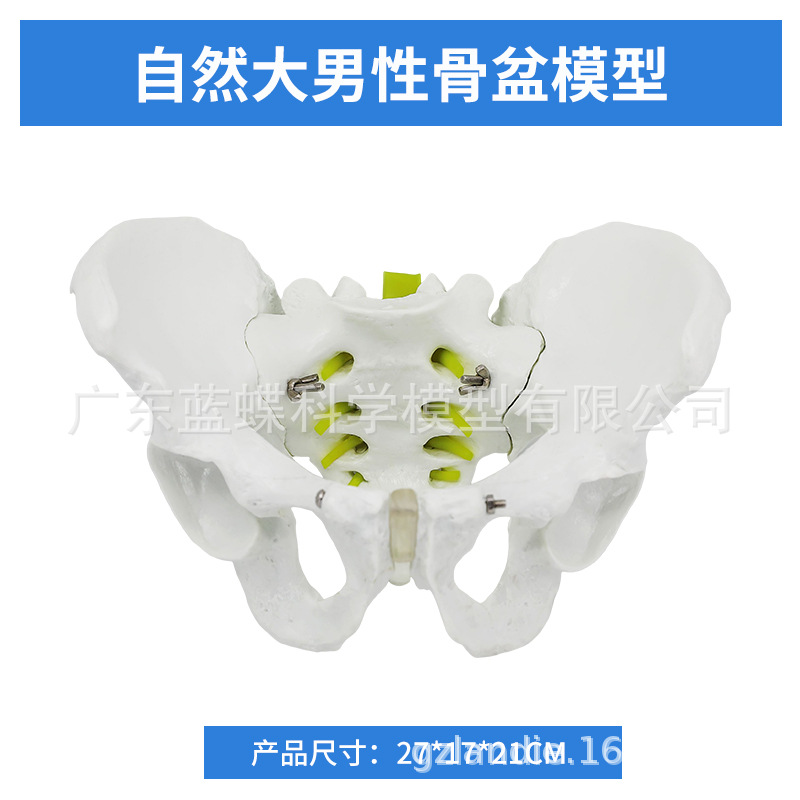 1��1���Թ���걾ģ���Ĺ����ǳܹ���ʾ��Ȼ�����������׵������