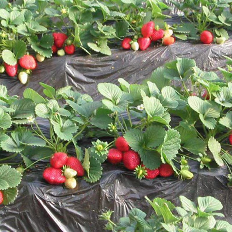 四季奶油草莓苗盆栽带土红颜草莓秧苗南北方庭院阳台种植当年结果