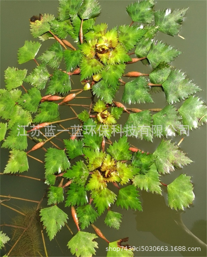 水菱风菱乌菱菱角水栗菱实腰菱水栗基地直供 水质净化承包种植-阿里巴巴
