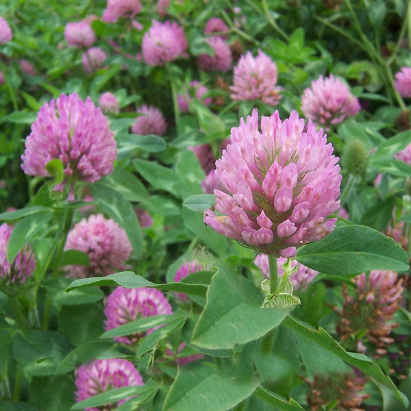 Clover seeds