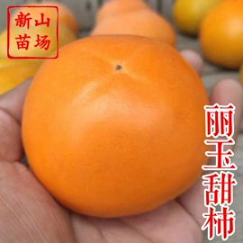 园林果树;乔木;灌木