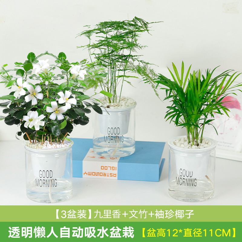 특별가 구리향 3개 세면대 + 포켓 코코넛 + 아스파라거스 대나무(흡수 세면대) (무료 비꽃석)