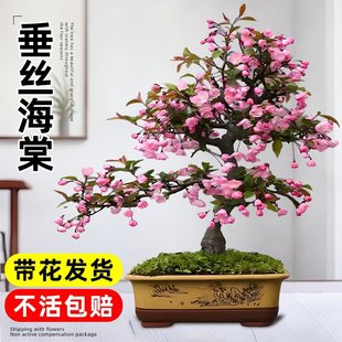 ���z���Ļ������r���ļ������辰�Ϙ�����ֲ���҃Ȼ��Gֲ�滨����