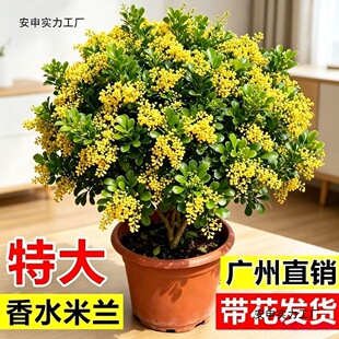 ���m�����Ԏ������_����Gֲ����ֲ���ļ����������՚⻨�@����ȩ