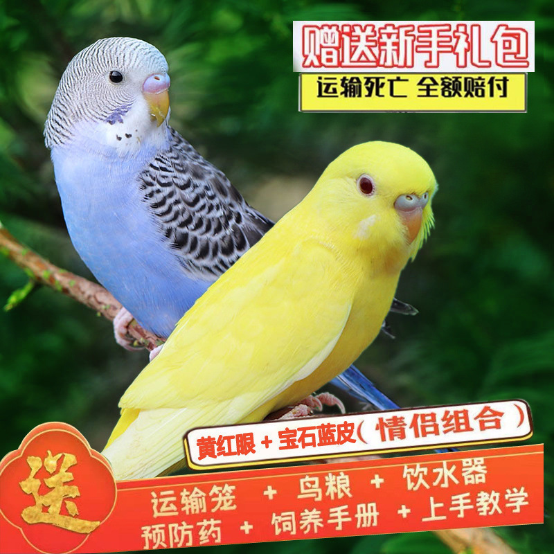 生きたオウム、生きた鳥、セキセイインコ、話す鳥、ペットの鳥、雲の斑点、小さな飼い慣らされたオカメインコ、生きた鳥|undefined