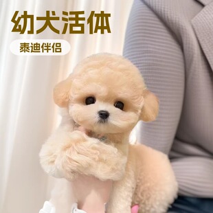 ���l�����F�eȮ���pȮ���N������Ȯ���w̩�ϰ�HȮС�͌��ﹷ���w