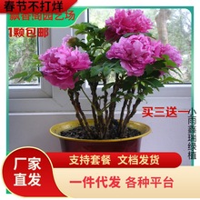 һ�����lĵ������ �ʝɍu�\������ꖼt�҃����Ի���ֲ��7����ͥԺ