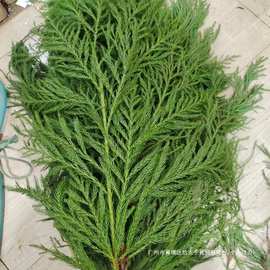 新鲜天竺少女鲜花云南昆明斗南鲜花基地直发配花配草配叶天竺少女