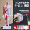 85CM human body acupuncture Model muscle Skeleton Visceral anatomy Model chinese medicine Main and collateral channels acupoint Model Ultra-clear