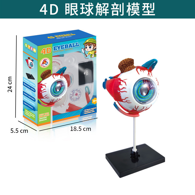 跨境玩具早教人体器官骨骼模型套装科教中小学生DIY组装儿童益智|undefined