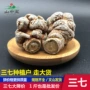 云南文山三七头