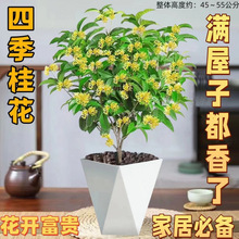 四季老桩桂花树盆栽室内阳台浓香型植物办公室净化空气客厅摆放花