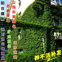 ��ɽ��������ֲ���ļ����~�������������^��Ԯ�����ļ��û�������