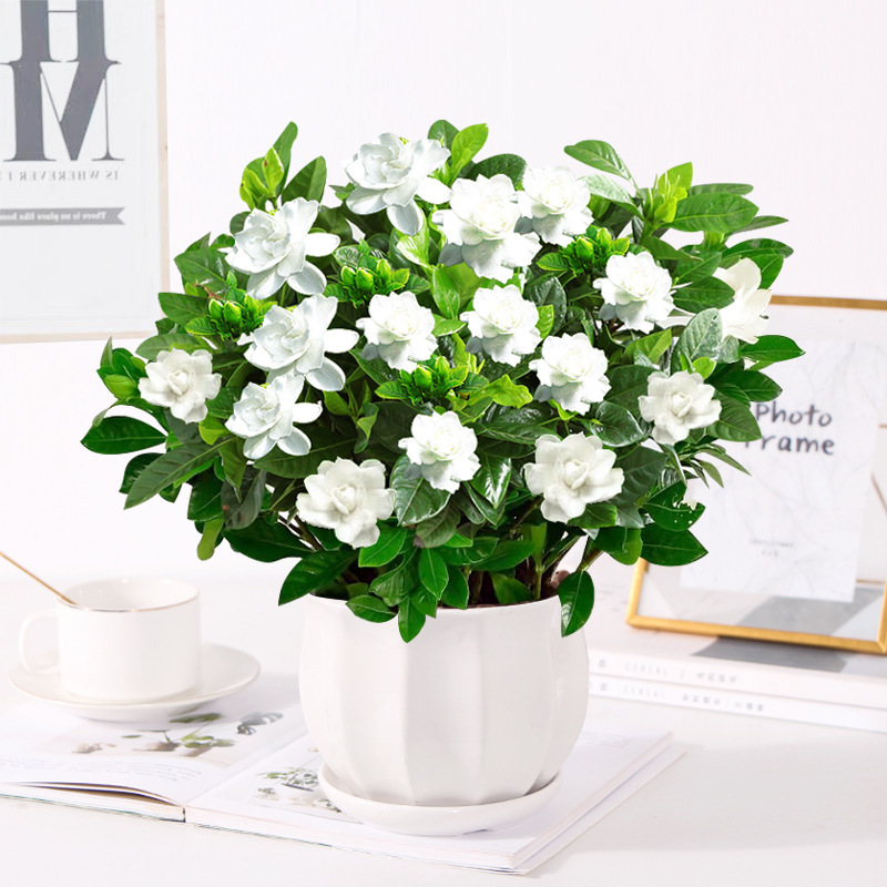 부티크 160#싹이 있는 큰 치자나무(넓은 무늬의 세라믹 화분) + 영양액