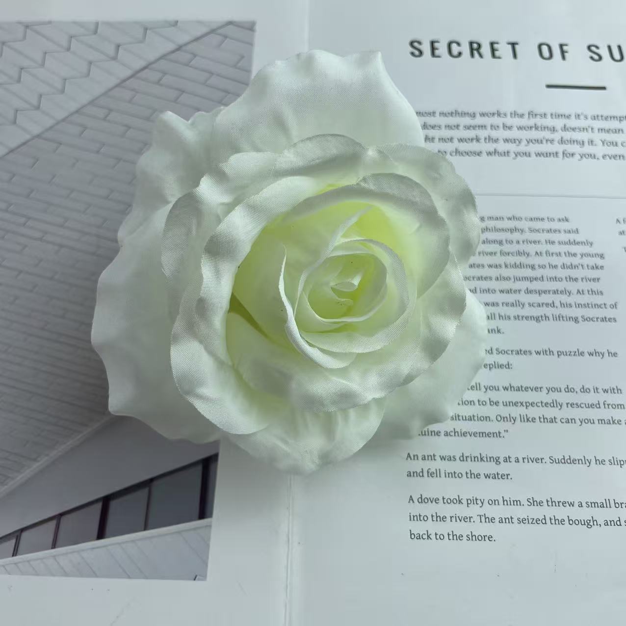 Anna gran rosa cabeza de fábrica al por mayor flowerhead flower corona flower pared flower arrangement artesanía DIY