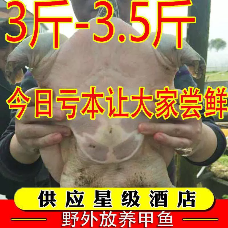 甲鱼公雄大鲜活食用水鱼团鱼海鲜鲜活王八中华鳖批发营养老鳖批发