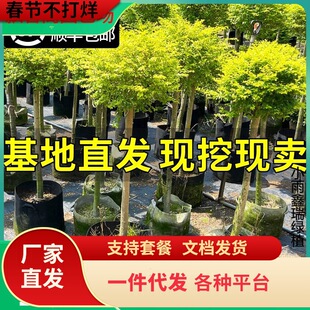 һ�����l����Ůؑ�����Ǵ�С�~���Ϟ�����ļ��L���ͺ���ͥԺ�e��