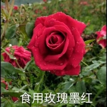 云南滇红食用玫瑰苗大花香浓型墨红可以泡茶做鲜花饼基地直销。
