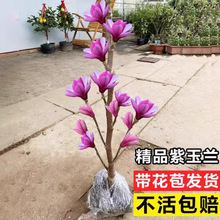 �������m�����玧���������m�����ϱ����Nֲ�辰�̨ͥԺ�ͺ�����