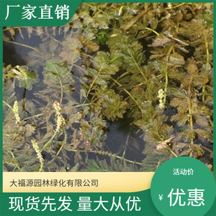 Factory Direct Sales of Aquatic Plants, Spicate Foxtail Algae Submersed Plants, Spicate Foxtail Algae Package Planting