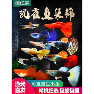 ��ȸ�Ꭷ�^�p�~�絭ˮ��ˮС��С�~���B�ͻ����B���~�Pβ���R���~