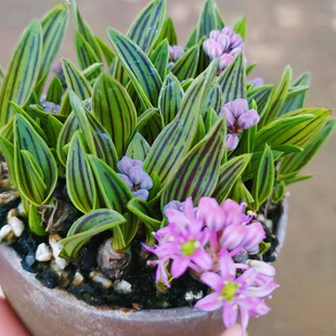 �ձ�������c�z���m������ɽҰƽ�о����c�ٺ�������B