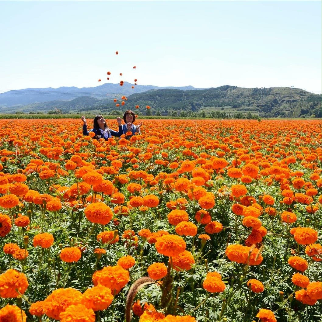 Семена Бархатцев Южная Африка Гибискус Сота Хризантема Золотая Хризантема Семена Морских Цветов Многолетние Четыре Сезонных Посева Сад В Горшке