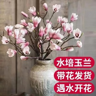 ���������m��ˮ���r�л����m�r֦�滨�^�껨�����Կ͏d�[��������