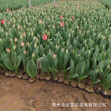 �����㱭���Թ��̾G����·���@���@С�^������N��t�������紺