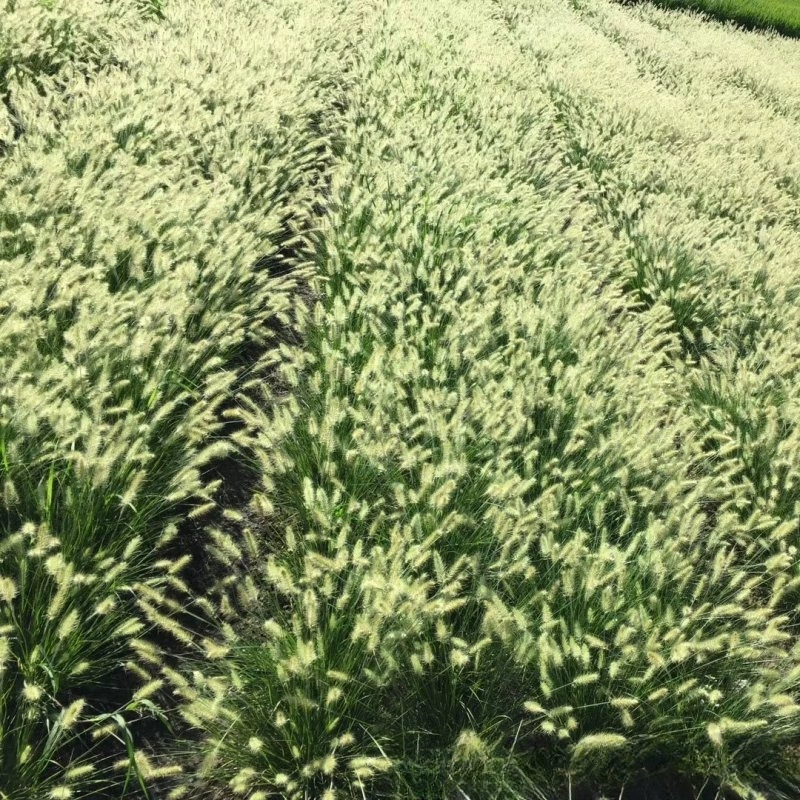 Питомник База Оптовая Банни Пеннисетум Декоративные Луга 120 Чашка 2 Галлона Саженцы