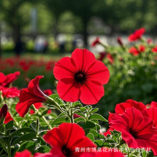 ����ţ������õ�tɫ��tɫ�{ɫ���ݲݻ��������l�r��ݻ��G������