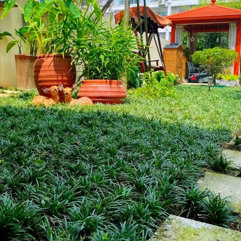 Японский карликовый зимний саженец нефритовый дракон трава двор газон зеленый растительный покровный