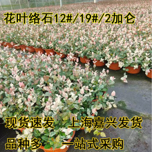 ��ʻ��~�jʯ���Ի��绨�@��������ֲ��ر�С���ͺ��͟��^�~���G