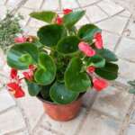 秋海棠四季海棠丽格海棠花盆栽室内庭院四季开花玻璃翠大花重瓣