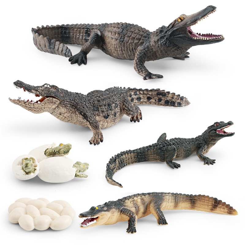 Amazon simulación bosque animal cocodrilo modelo de ciclo de crecimiento de los niños cognición proceso de crecimiento del cocodrilo chino adornos