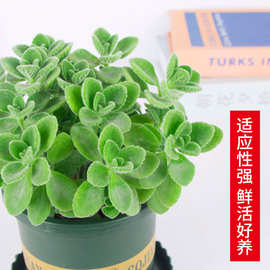 碰碰香盆栽植物室内花卉迷你桌面办公室书房小绿植一抹香净化空气