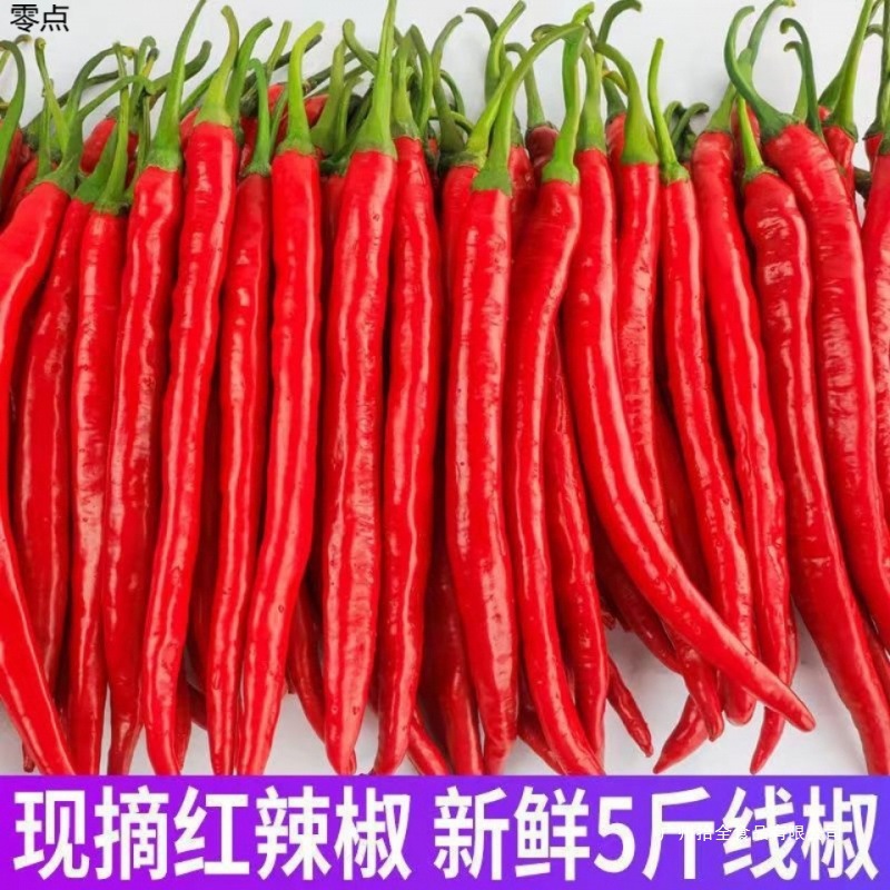 红辣椒新鲜农家红线椒二荆条超辣尖椒线椒可做辣椒酱辣妹子包邮