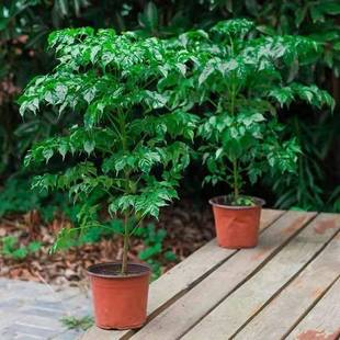 Happy Tree, Peace Tree, Green Plants, Florals, Small Potted Plants, Indoor Living Room, Office, Evergreen Plants to Purify the Air in All Seasons