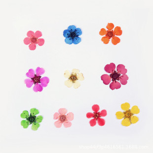 Pearl plum dried flower embossed flower nail art makeup material natural real flower plant specimen glue drop handmade material