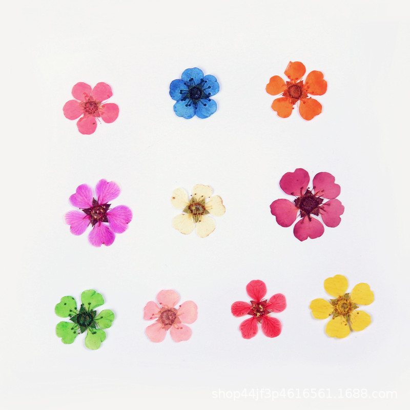 珍珠梅 干花压花押花美甲美妆材料 天然真花植物标本滴胶手工材料