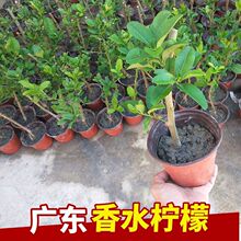 ˮʘԎ҃ȿ͏dͥԺ̨ļ_Y