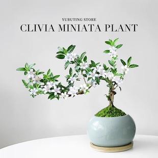 June Snow Potted Cliff Old Stump Bonsai Living Room Indoor Plant Office Desktop Small Green Plant Easy to Maintain in All Seasons
