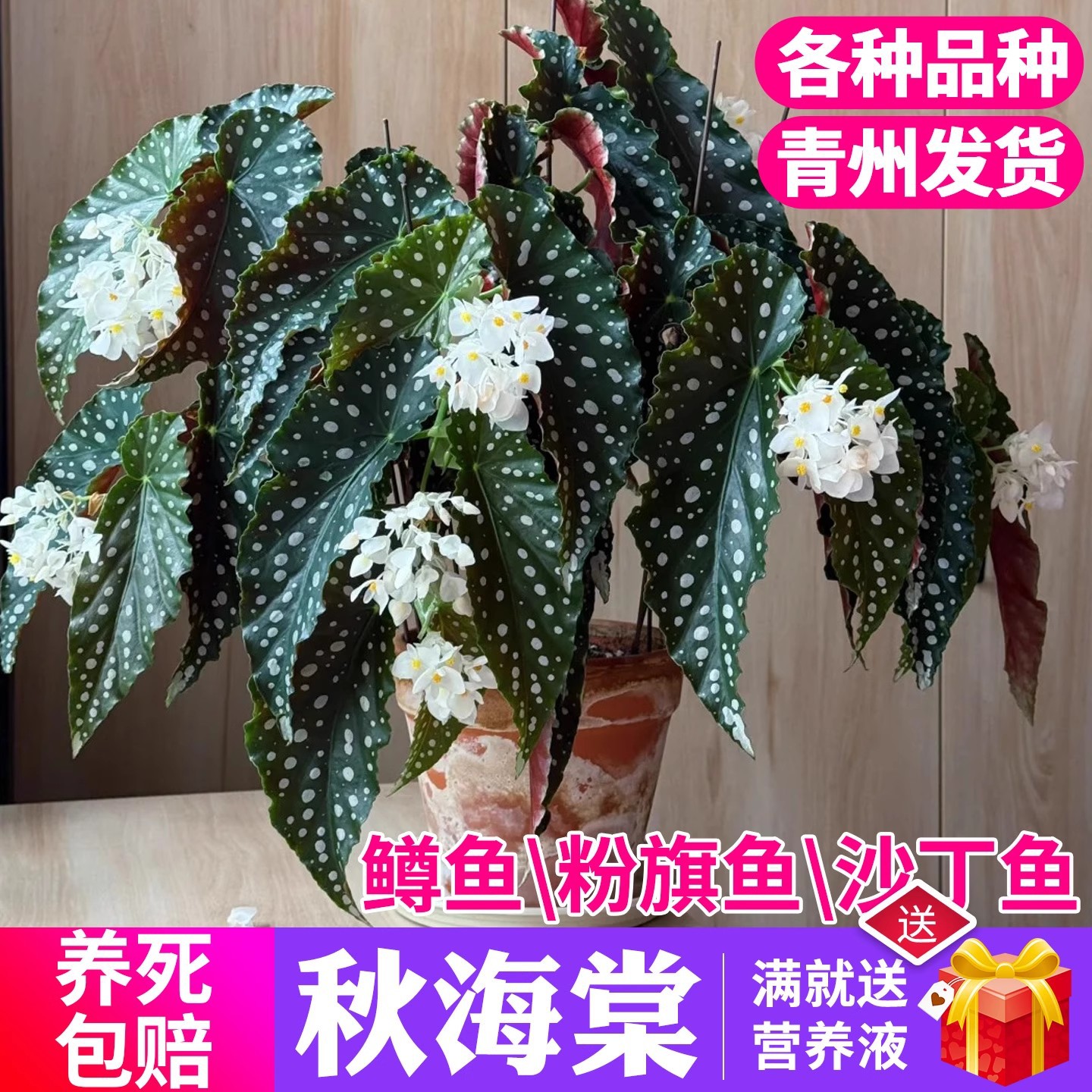 秋海棠室内好养绿植盆栽室内阳台客厅福寿乌头杂竹节波点秋海棠