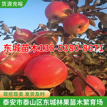 泰安東城苗圃基地供應各種蘋果樹苗 維納斯蘋果樹苗 紅富士蘋果樹